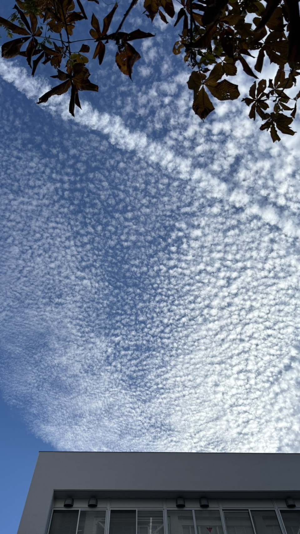 巻積雲